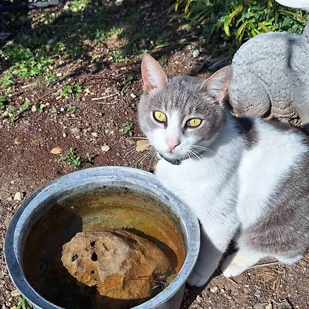 το κονάτζι منزل ريفي *