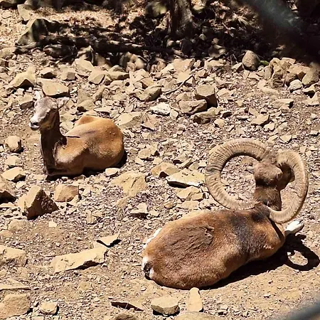 το κονάτζι *