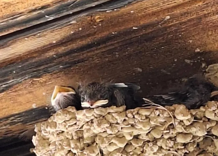 Lantställe το κονάτζι Statos-Agios Fotios