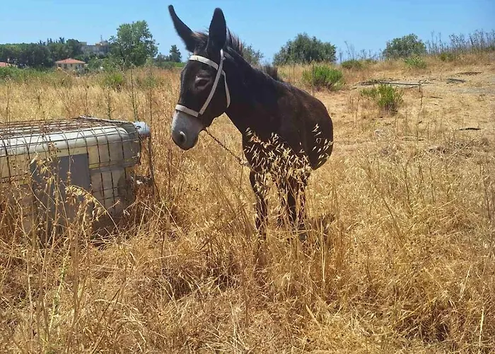 Lantställe το κονάτζι