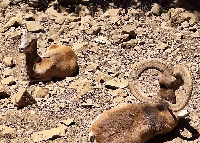 το κονάτζι *